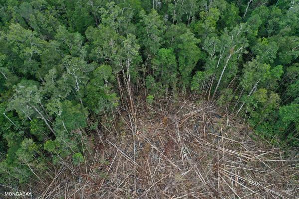 IMF lending programs causing deforestation should be…