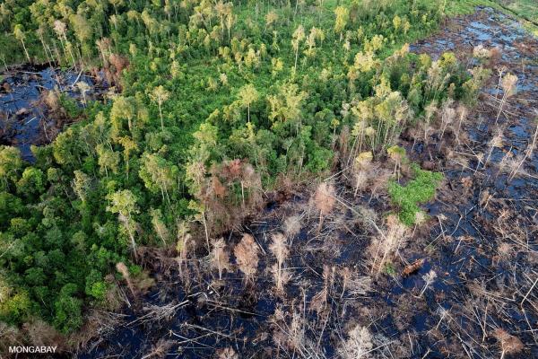 The fair costs for forest rehabilitation…