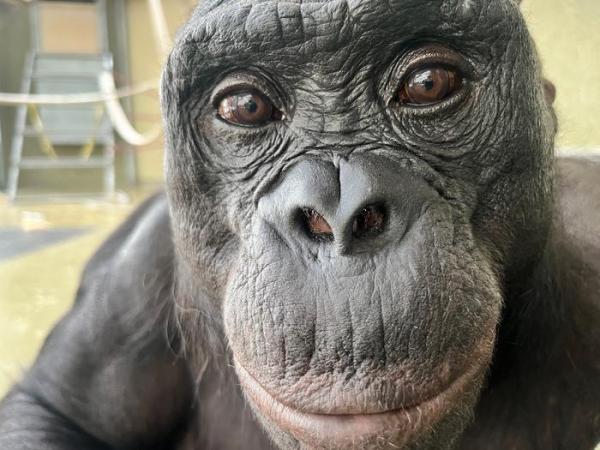 A bonobo named Kanzi could play pretend,&hellip;