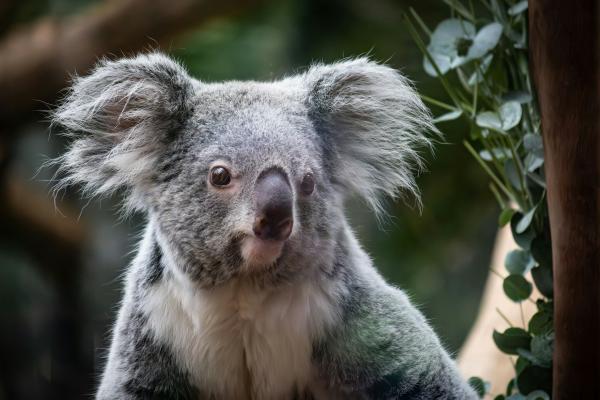 ‘Historic win’: Australian state&hellip;