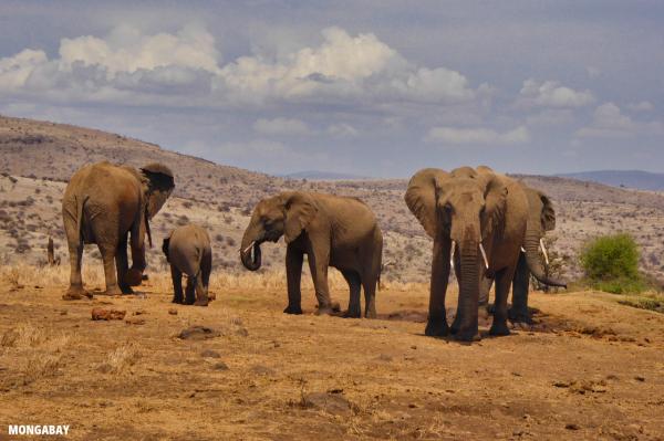 Kenyan wildlife census reveals…