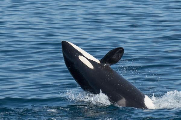 Norway pauses deep-sea mining for four…