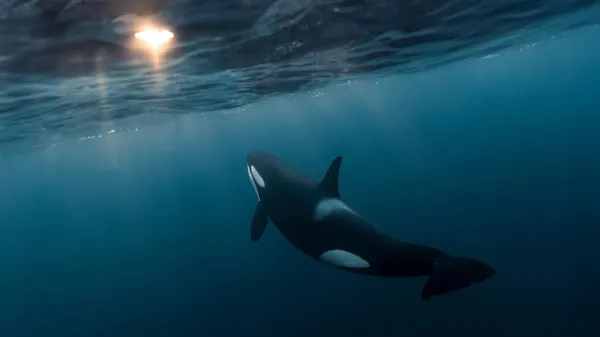 photo of Why do killer whales keep handing us fish? Scientists unpack the mystery image