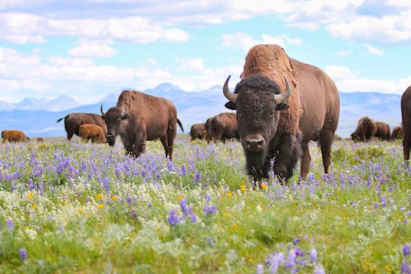 Wildlife helps regulate the climate &&hellip;