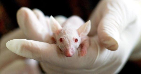 'We must end animal testing - and solve…
