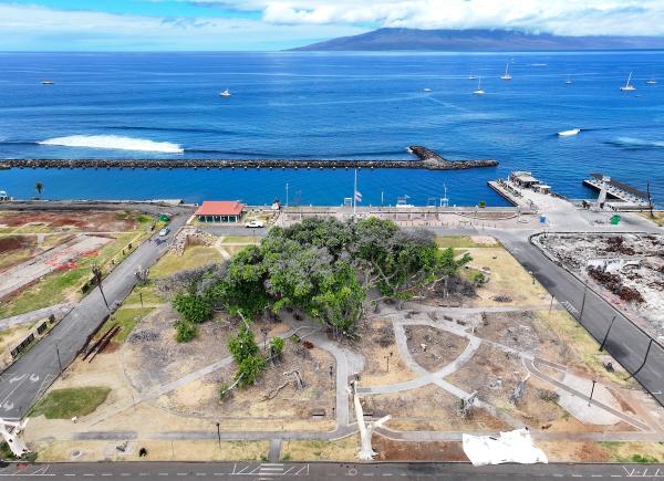 photo of Lahaina Celebrates Recovery of Historic 151-Year-Old Banyan Tree That Survived Devastating Maui Wildfire image