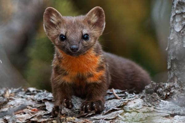 The U.S. government says habitat…