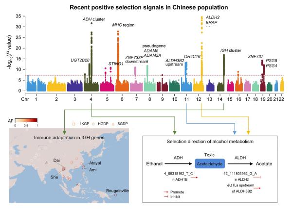 photo of Examining immunoglobulin heavy chain genes and alcohol metabolism-related genes in the Han Chinese population image