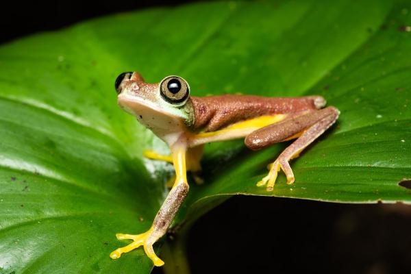 photo of Global Warming Has Already Made Natural Habitats Unsurvivable for 2% of Amphibians: Study image