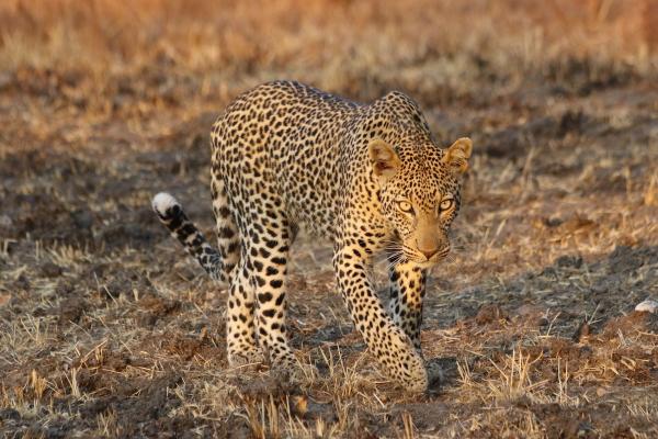 Leopards Each Have Their Own Unique…