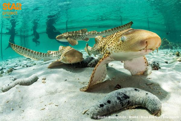 Conservationists raise sharks to restore…