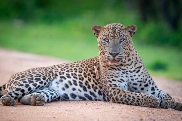 Overtourism threatens Sri Lanka’s&hellip;