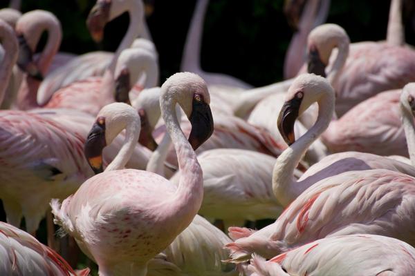 A Flamingo flock inspires hope: Have the…