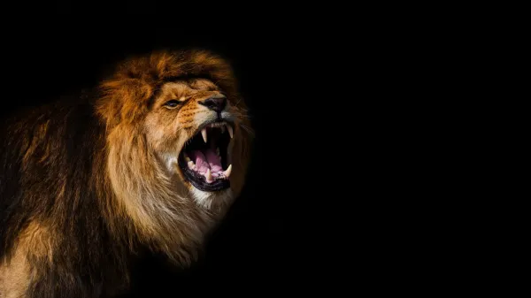 AI detects a secret lion roar no one…