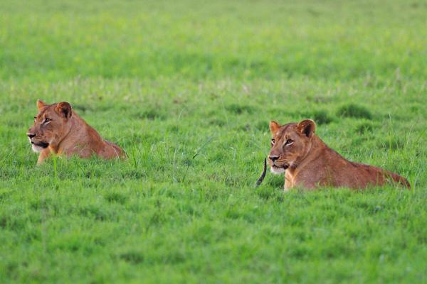 photo of After terror attacks, Mozambique nature reserve faces ‘new reality’ image
