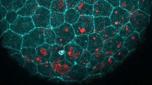 The “glue” holding your cells&hellip;
