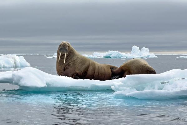 No new record low for Arctic sea ice…