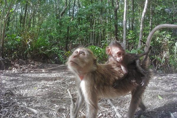IUCN upholds long-tailed macaques’…