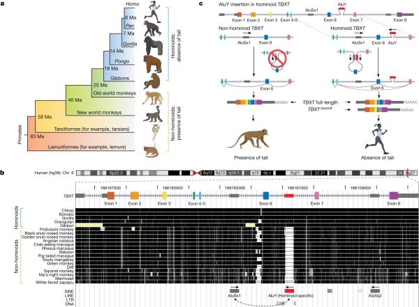 photo of Losing their tails provided our ape ancestors with an evolutionary advantage, but we're still paying the price image
