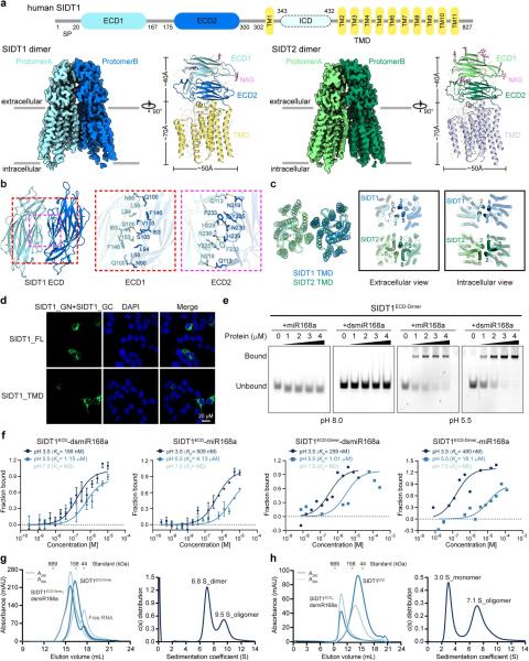 photo of Low-pH-dependent RNA binding and oligomerization of SID-1 transmembrane family proteins: Implications for RNA transport image