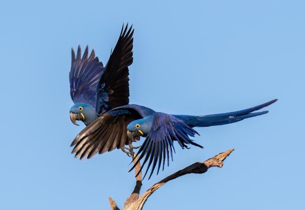 Big biodiversity goals run up against…