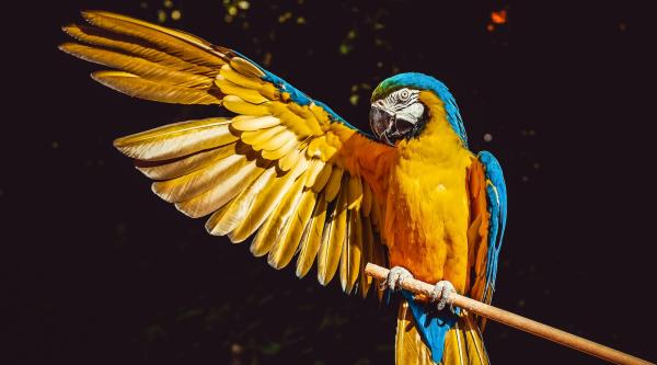 Fossil-Fuelled Heat Has Caused Tropical…