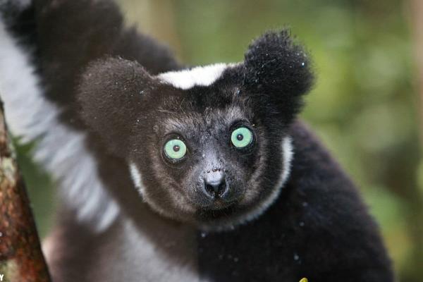Lemurs are being eaten as an urban…