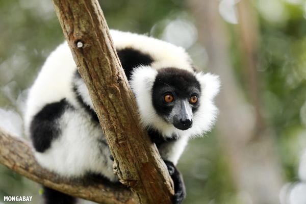 Collaboration key to lemur survival:…