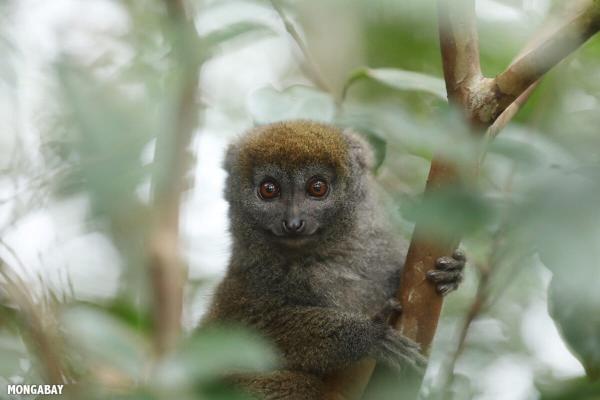 Lemurs are at risk. So are the people…