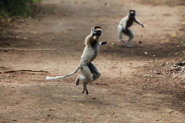 A dancing lemur could help save one of…