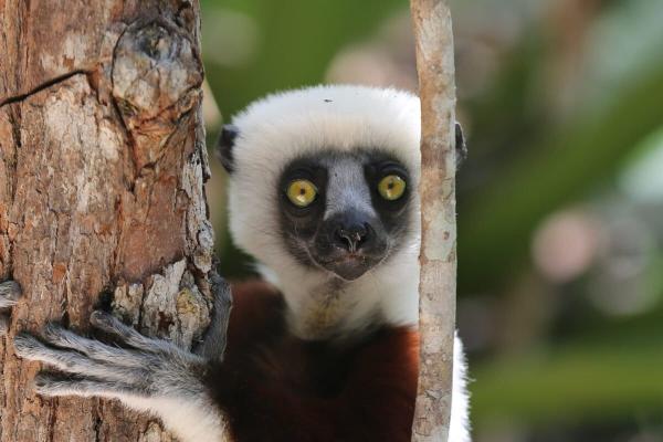 Urban appetite for lemur meat piles…
