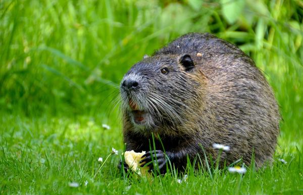 photo of Using dental growth rings scientists reveal differences in growth patterns between ancient and modern mammals image