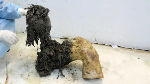 photo of Scientists recover 40,000-year-old mammoth RNA still packed with clues image