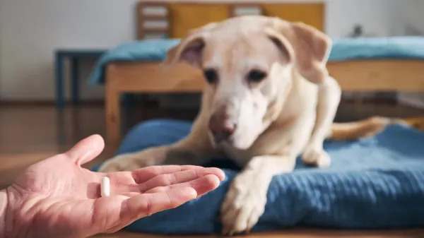 photo of Flea and tick treatments for dogs and cats may be harming wildlife image