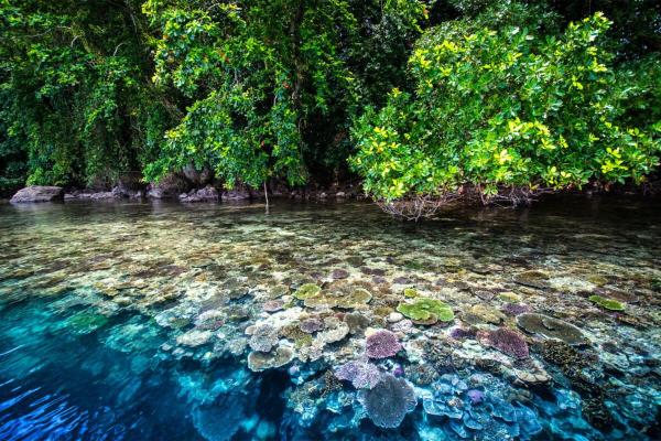 Can globally essential mangroves bounce&hellip;