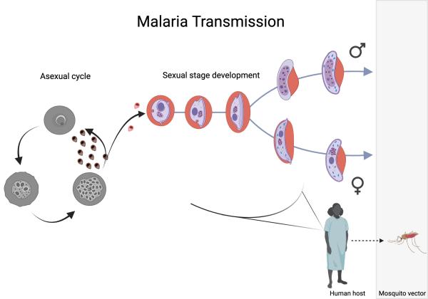 photo of Mapping the sex life of malaria parasites at single cell resolution reveals genetics underlying transmission image