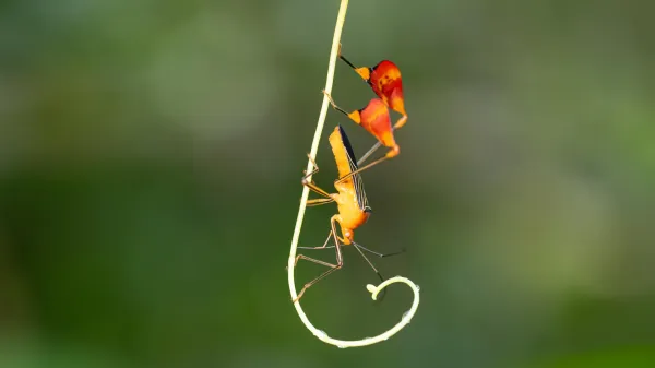 What looks like dancing is actually a…