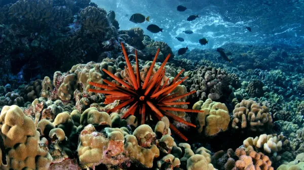 Corals in crisis: A hidden chemical…