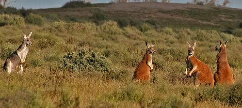 Australia spends $18b more on harming…