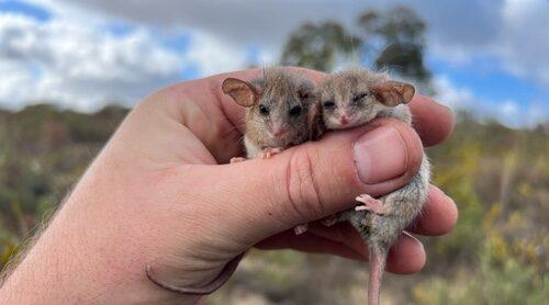 World’s smallest possum may live…