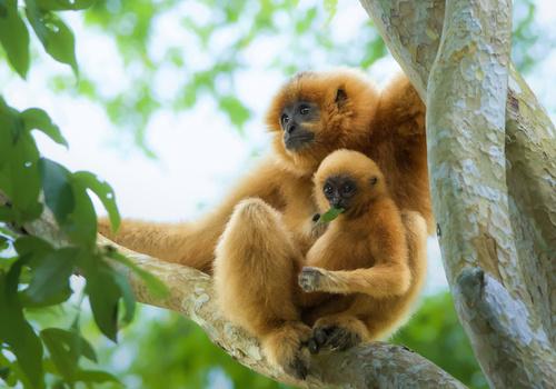International Gibbon Day: Stories of&hellip;