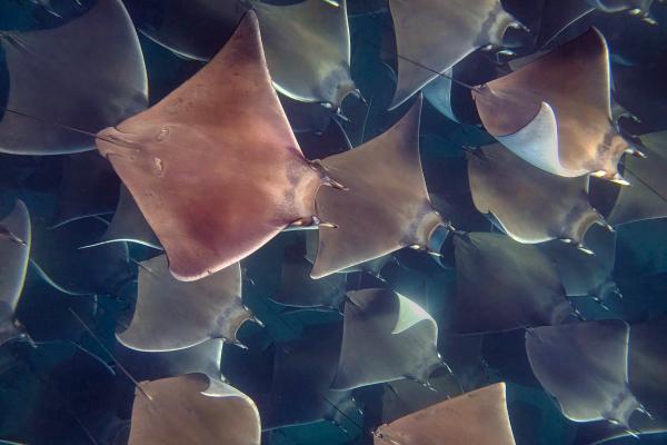 A fever of mobula rays off Mexico’s&hellip;