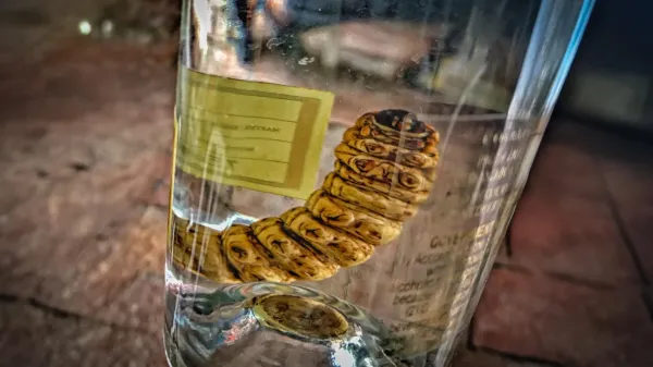 photo of Mezcal worm in a bottle DNA test reveals a surprise image