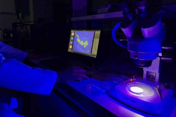 Microplastics may cut aquaculture output&hellip;