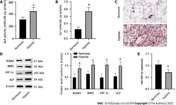 photo of Researchers report effect of hypoxia on periosteal stem cells image