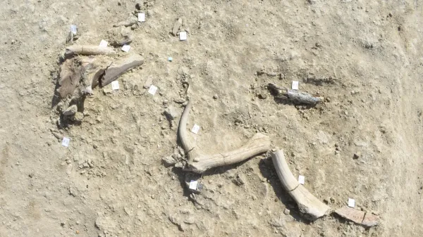 Ancient humans in Italy butchered…