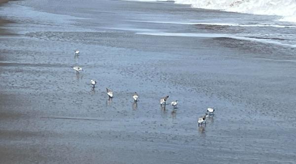 Turn Off The Lights: Birds Are Migrating