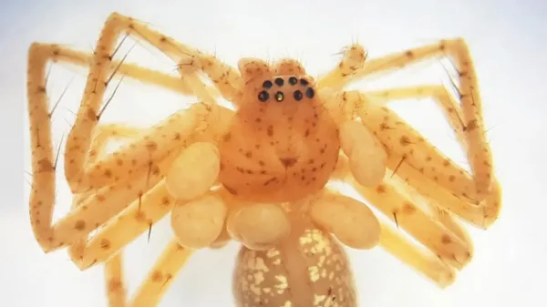 This spider’s “pearl necklace” was&hellip;