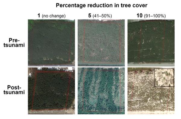photo of Mixed forests protect coastal areas from tsunami impacts better than monoculture forests, finds study image