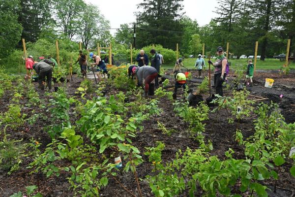 Popular Miyawaki reforestation method…